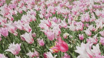 tulips flowers background abstraction summer sun video