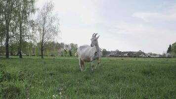 Goat grazing in the meadow 4k video