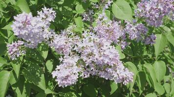 Lilac branch background sways in the wind video