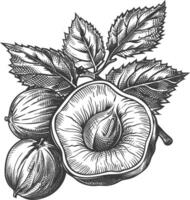 Hazelnut fruit with engraving style black color only vector