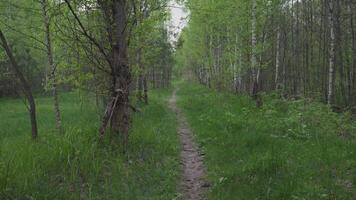 Forest path in the evening in summer movement background abstraction 4k video