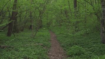 Forest path in the evening in summer movement background abstraction 4k video