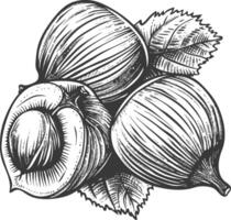 Hazelnut fruit with engraving style black color only vector