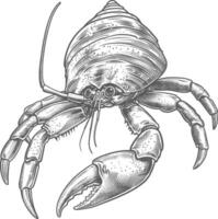 Hermit crab animal with engraving style black color only vector