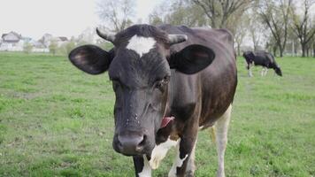 Black and white cow in a meadow in a Belarusian village 4k video