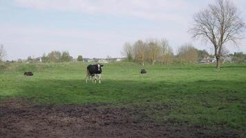 vacas en un prado en un bielorruso pueblo en verano 4k video