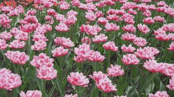 Tulips flowers background abstraction spring summer 4k video