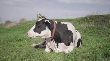 negro y blanco vaca pasto en un prado en verano video