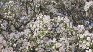 spring blossoming tree background abstract 4k video