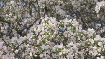 vår blomstrande träd bakgrund abstrakt 4k video