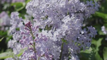 Lilac branch background sways in the wind video