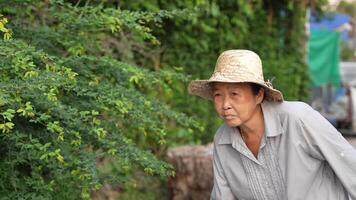 Old Asian woman takes care of plants in the garden of her home. video