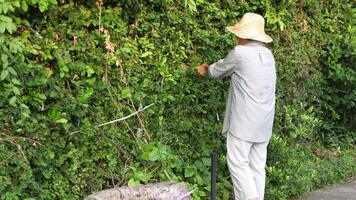 Old Asian woman takes care of plants in the garden of her home. video