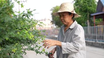 velho ásia mulher leva Cuidado do plantas dentro a jardim do dela lar. video