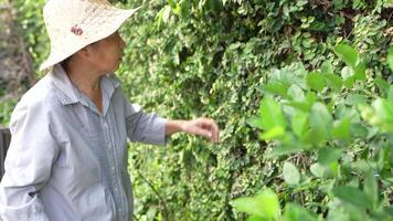 Old Asian woman takes care of plants in the garden of her home. video