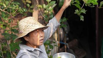 Old Asian woman takes care of plants in the garden of her home. video