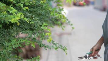 Old Asian woman takes care of plants in the garden of her home. video