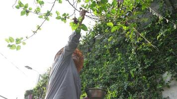 vieux asiatique femme prend se soucier de les plantes dans le jardin de sa maison. video