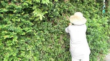 vecchio asiatico donna prende cura di impianti nel il giardino di sua casa. video