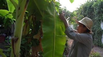 Old Asian woman takes care of plants in the garden of her home. video