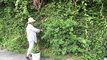 vecchio asiatico donna prende cura di impianti nel il giardino di sua casa. video