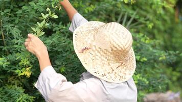 Old Asian woman takes care of plants in the garden of her home. video