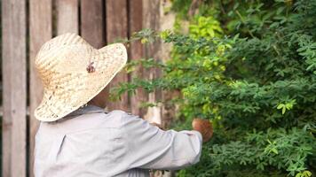 Old Asian woman takes care of plants in the garden of her home. video