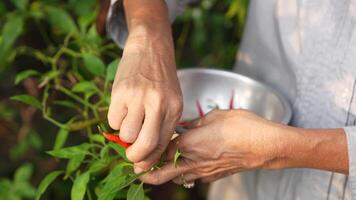 Old Asian woman takes care of plants in the garden of her home. video