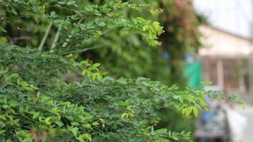 Old Asian woman takes care of plants in the garden of her home. video