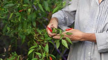 Old Asian woman takes care of plants in the garden of her home. video