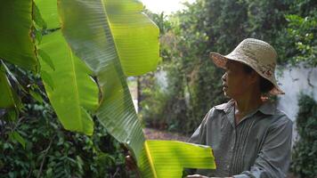 Old Asian woman takes care of plants in the garden of her home. video