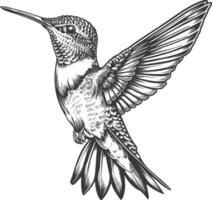 Hummingbird full body with engraving style black color only vector