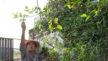 Old Asian woman takes care of plants in the garden of her home. video