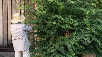 vecchio asiatico donna prende cura di impianti nel il giardino di sua casa. video