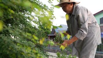 Old Asian woman takes care of plants in the garden of her home. video