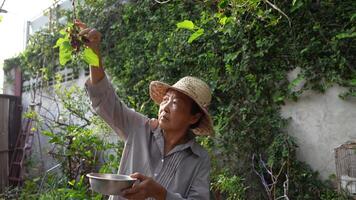 Old Asian woman takes care of plants in the garden of her home. video