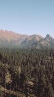 Beautiful sunset view in cedar forest in front of sayan mountain range video