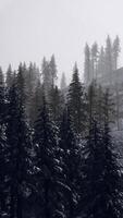 Misty foggy mountain landscape with fir forest video