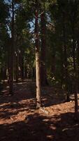 Scale of the giant sequoias of Sequoia National Park video