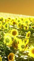 campo de girasol bañado por la luz dorada del sol poniente video