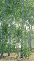 birch forest in sunlight in the morning video