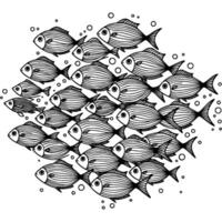 River and lake fish in monochrome. Large school of swimming salmon fish. Simple minimalistic in black ink drawing on white background vector