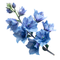 Delphinium flower. Luscious delphinium flower top view. Delphinium flat lay. Blue and purple flower isolated png