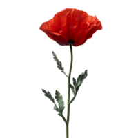 amapola flor. rojo amapola flor aislado. Hora de verano floración de rojo flores rojo amapola flor parte superior vista. amapola flor plano laico png