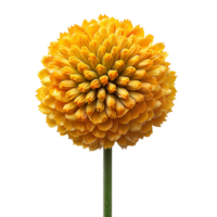 craspedia fiore impostare. impostato di craspedia fiori diverso visualizzazioni isolato. craspedia fiore. giallo succulento estate fiore craspedia superiore Visualizza. craspedia piatto posizione. giallo fiore isolato png