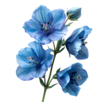 Delphinium flower. Luscious delphinium flower top view. Delphinium flat lay. Blue and purple flower isolated png