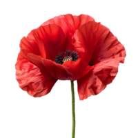 Poppy flower. Red poppy flower isolated. Summertime bloom of red flowers. Red poppy flower top view. Poppy flower flat lay png