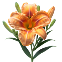Daylily flower Summertime bloom of ditch-lily flower. Daylily flower top view. Daylily flat lay isolated png