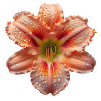 Daylily flower Summertime bloom of ditch-lily flower. Daylily flower top view. Daylily flat lay isolated png