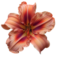 Daylily flower Summertime bloom of ditch-lily flower. Daylily flower top view. Daylily flat lay isolated png